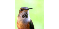 Hummingbird thumbnail