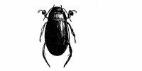 Beetle 2